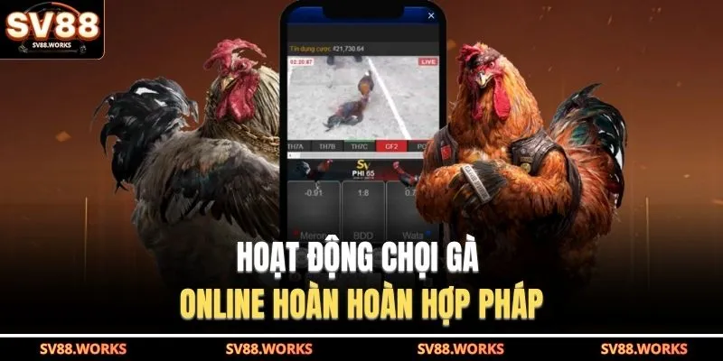 Đá Gà SV88 2 Hoạt động chọi gà online hoàn hoàn hợp pháp